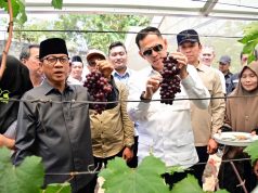 Kebun Anggur BUMDes Merak Batin Curi Perhatian Mendes PDT, Harapan Baru Ekonomi Warga Mulai Berbuah