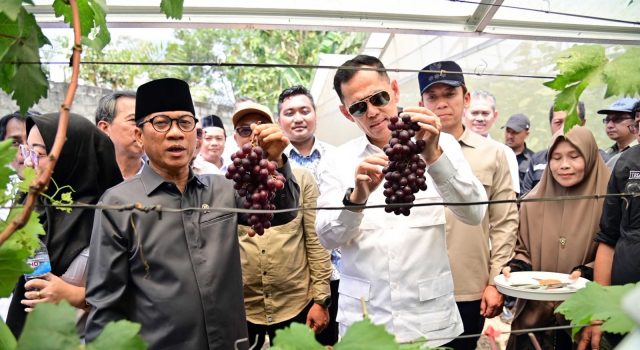 Kebun Anggur BUMDes Merak Batin Curi Perhatian Mendes PDT, Harapan Baru Ekonomi Warga Mulai Berbuah