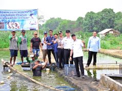 Budidaya Patin Pokdakan Jaya Mandiri Lestari Berkembang hingga 2,5 Hektare, Gubernur dan Bupati Apresiasi Inovasi Pakan Mandiri